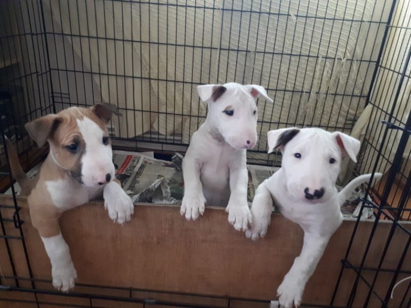 Regalo cuccioli bull terrier