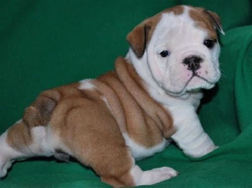 Cuccioli di Bulldog inglese 