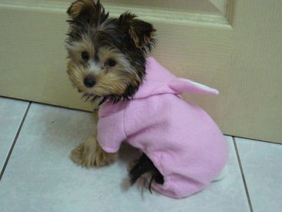 bello e chaming cuccioli yorkie per l'adozione ora 