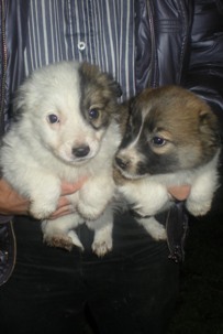 BORDER-COLLIE