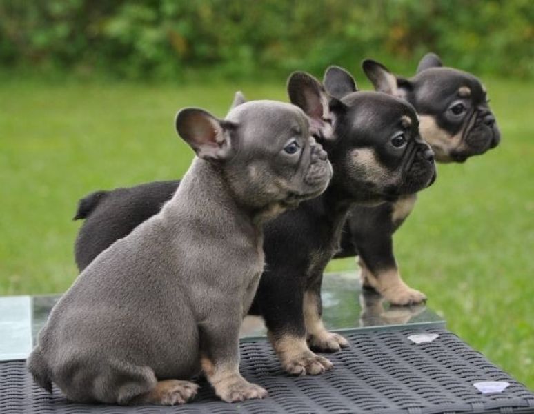  molto bella e sani cucc molto bella e sani cuccioli di bulldioli di bulldog francese per adozione  