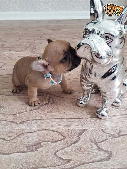 REGALO Cuccioli di Bulldog Francese