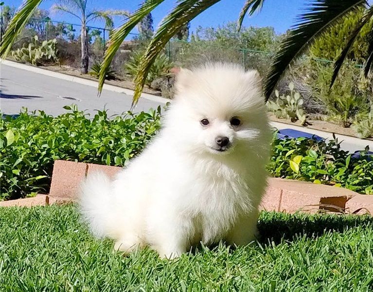 Molto bella e sani cuccioli di volpino pomeranian per adozione maschi e femmine disponibili (gratis)