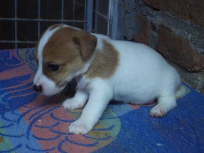 Disponibili Cuccioli JACK RUSSELL TERRIER -vendo