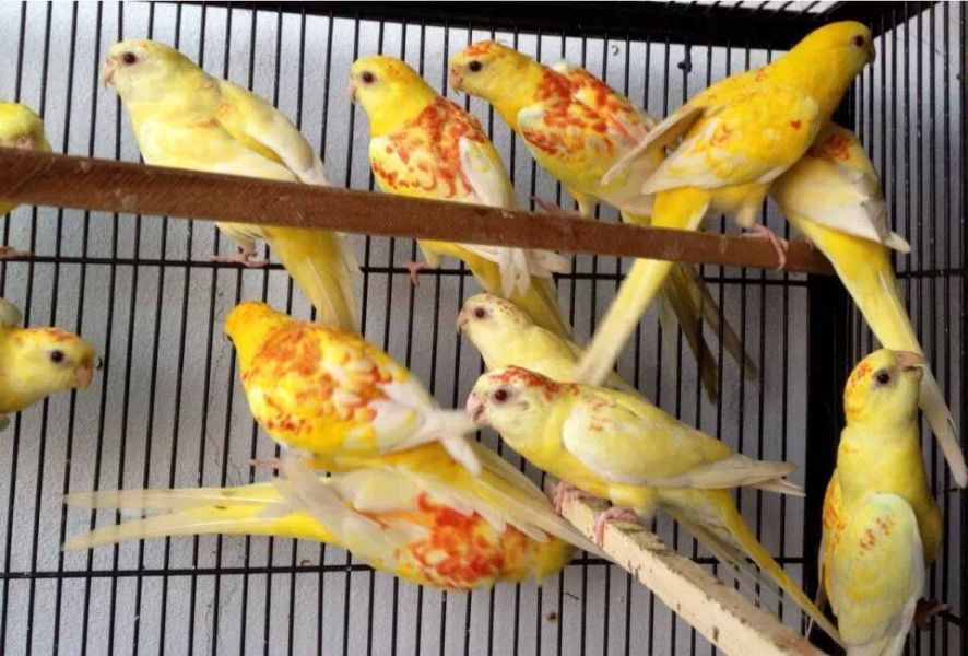 Europanimals in adozione uccelli ingrosso e rivenditore
