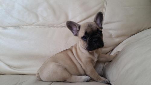 Cuccioli di Bulldog Francese