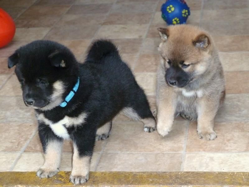 REGALO Cuccioli di Shiba Inu