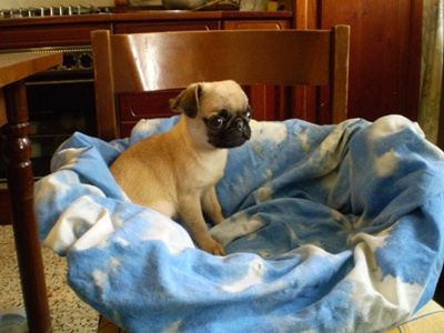 carlino vendo