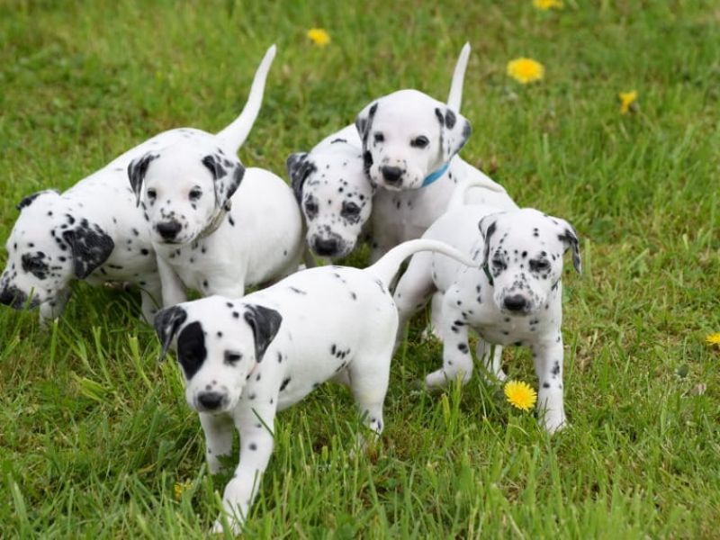  regalo cuccioli di dalmata disponibili per l'adozione