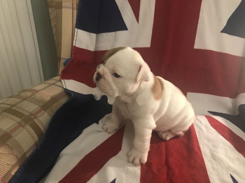 Bella Bulldog inglese cuccioli