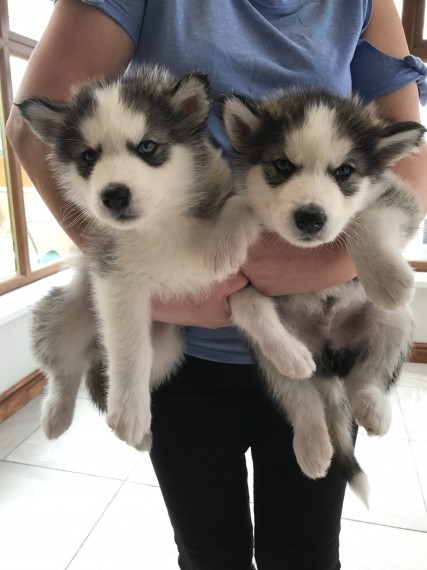  Regalo cuccioli Siberian Husky Maschio e Femmina
