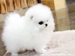 Disponibili Volpini della Pomerania.
