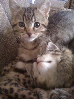 Gattini tigrati cuccioli