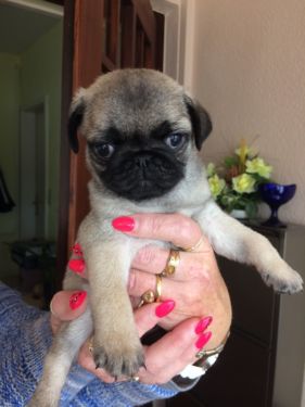  REGALO disponibile splendidi cuccioli di carlino   disponibile splendidi cuccioli di carlino da me 