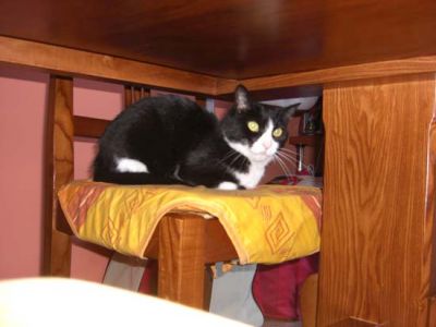 Gattina bianca e nera in cerca di casa