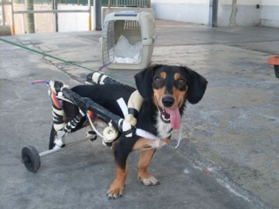DODO BASSOTTO A ROTELLE