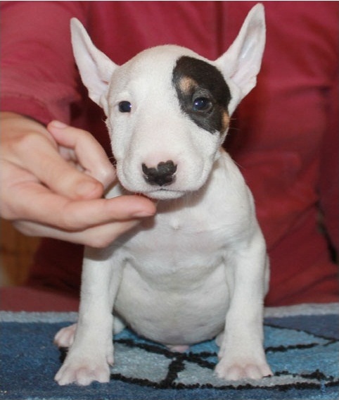 Regalo Cucciolo di Bull terrier in pronta consegna i cuccioli verranno Dato dopo 90 giorni dalla nas