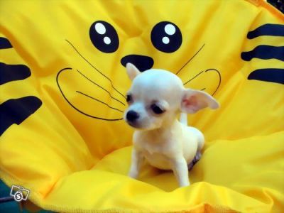 magnifico bambino Chihuahua cuccioli