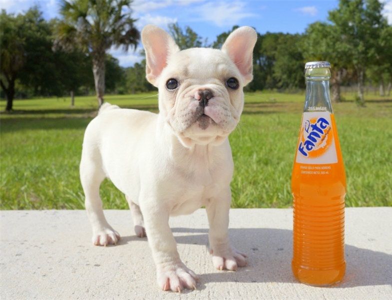 Cuccioli di Bulldog Francese