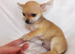 Adorabili cuccioli di chihuahua femminucce e maschietti disponibili per l'adozione