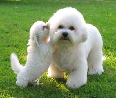Adorabili cuccioli di bichon frise femminucce e maschietti disponibili