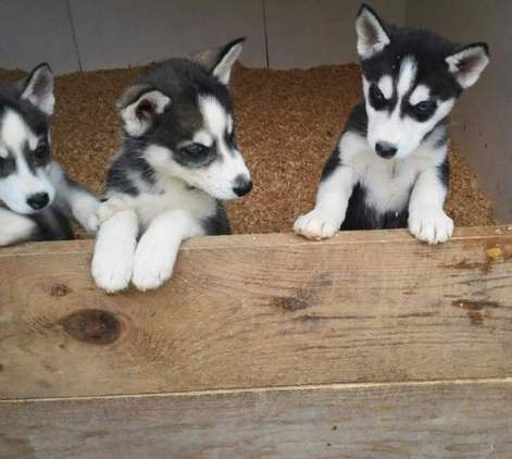 Regalo cuccioli di Siberian Husky