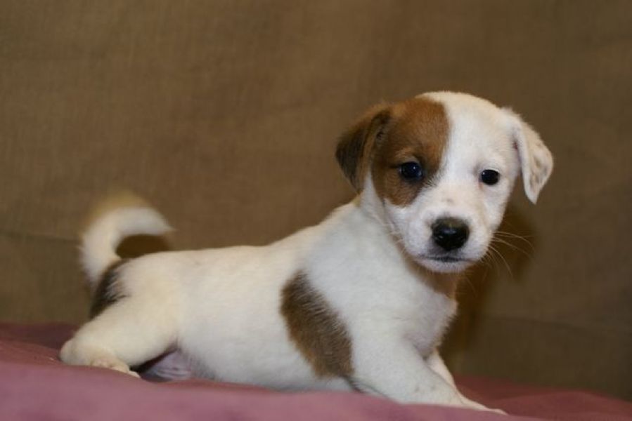 Adorabili cuccioli di jack russel femminucce e maschietti disponibili per l'adozione