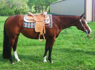 sano cavalli quarto americano 