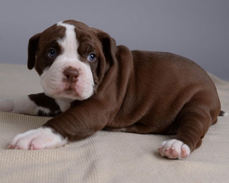 Regalo Bulldog inglese cuccioli disponibili