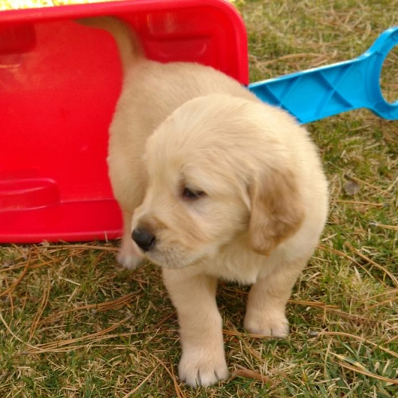 REGALO Golden retriver cuccioli