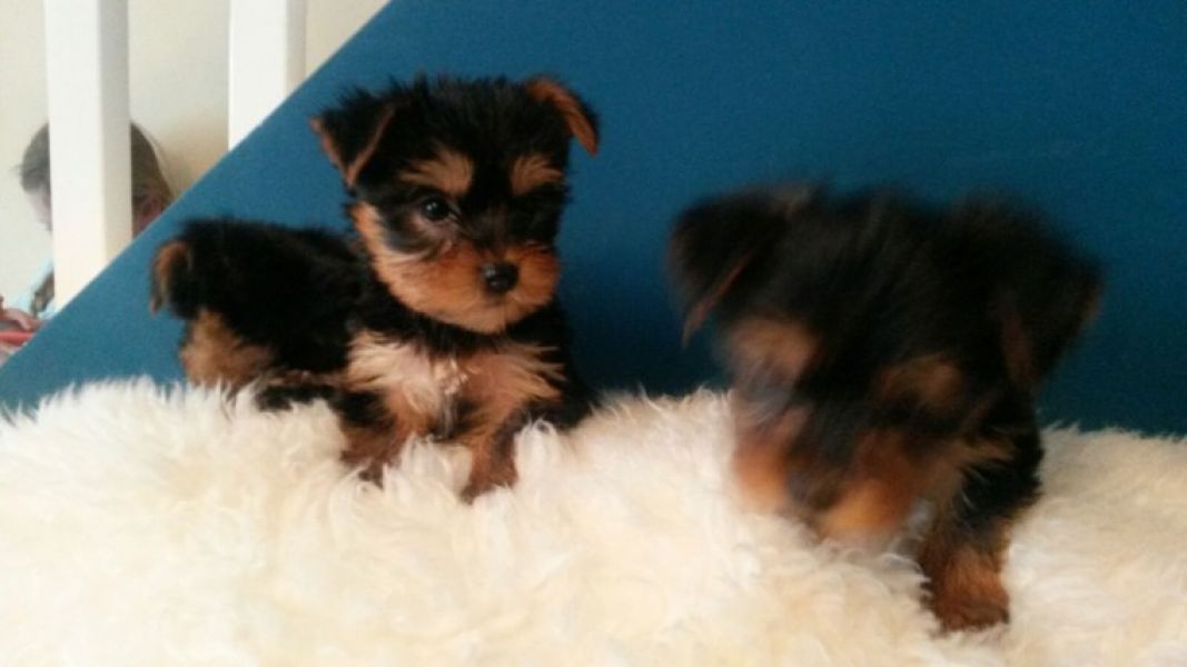 REGALO CUCCIOLI di Yorkie