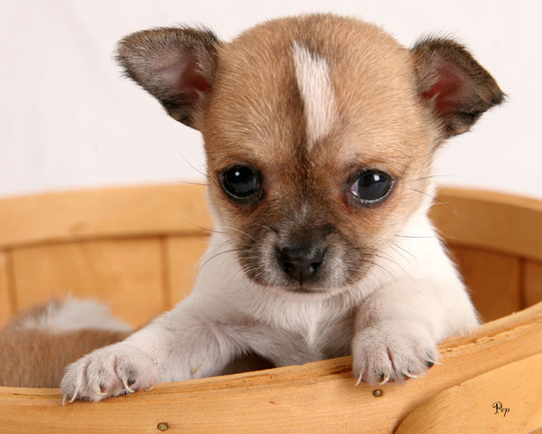 Adorabili cuccioli di chihuahua