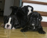 cuccioli di Boxer con pedigree