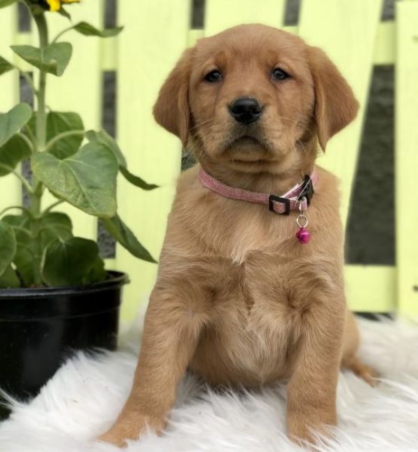 Regalo Labrador Disponiamo di una cucciolata di Labrador, i cuccioli verranno Dato dopo 90 giorni da