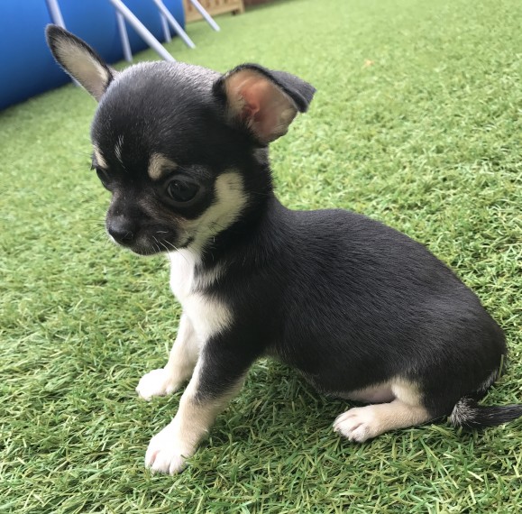 Regalo Cucciolo di chihuahua in pronta consegna