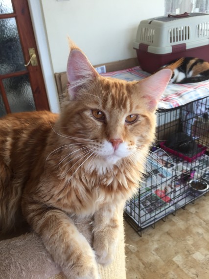  gattini maine coon  disponibili