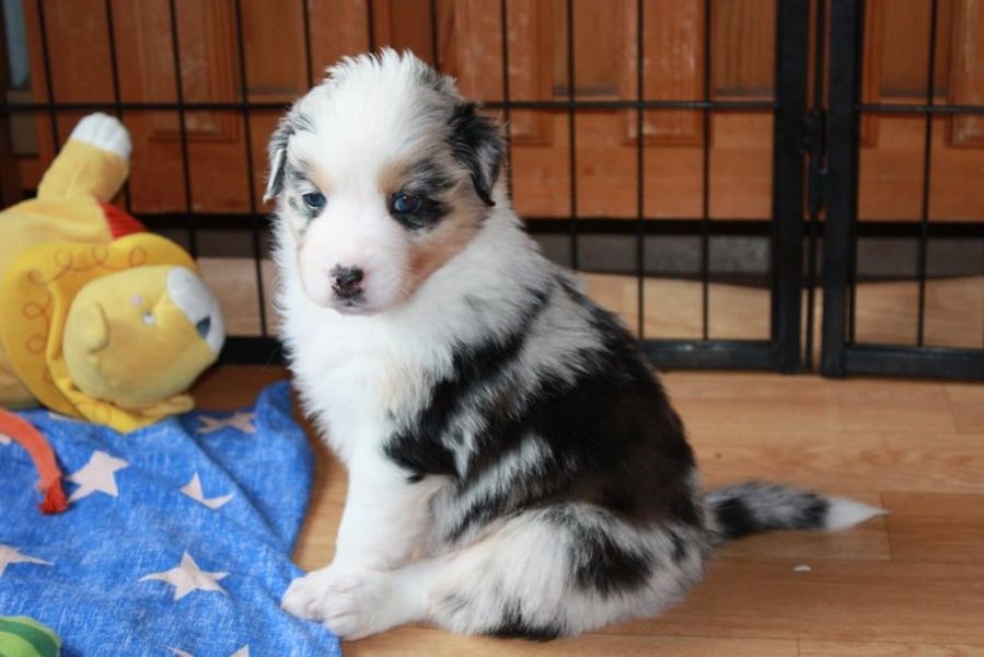 cuccioli di AUSTRALIANO PASTORE  per adozione ( maschio e femmina )