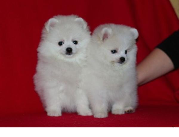 Cuccioli di Volpino Pomerania