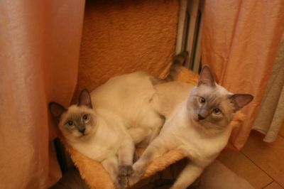 Bellissimi cuccioli Thai (siamese old style)