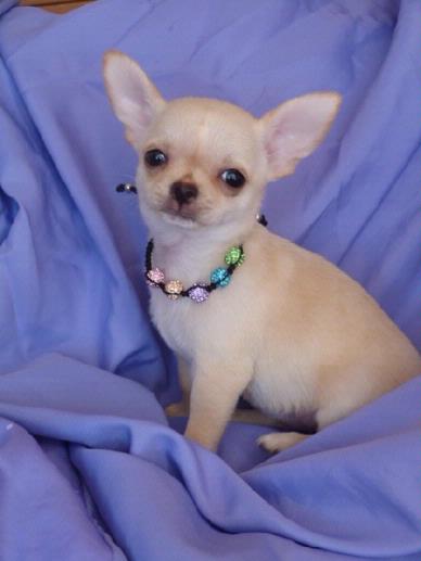 Regalo cuccioli di chihuahua Mini toy