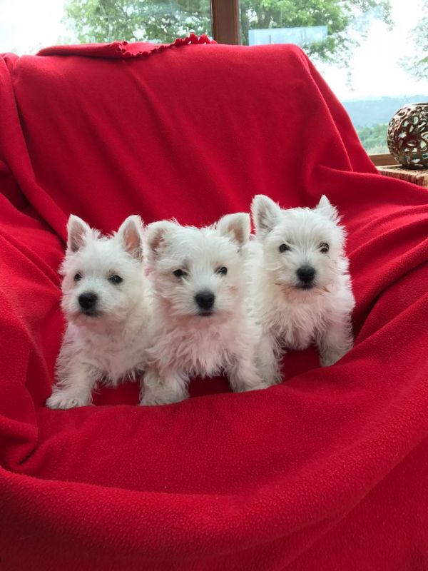 West Highland White Terrier cuccioli introvabili cuccioli di West Highland White Terrier intelligent