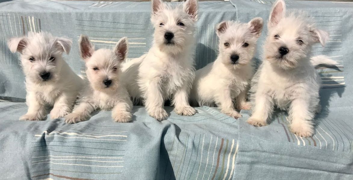 Regalo Cuccioli di West Highland Terrier in pronta consegna