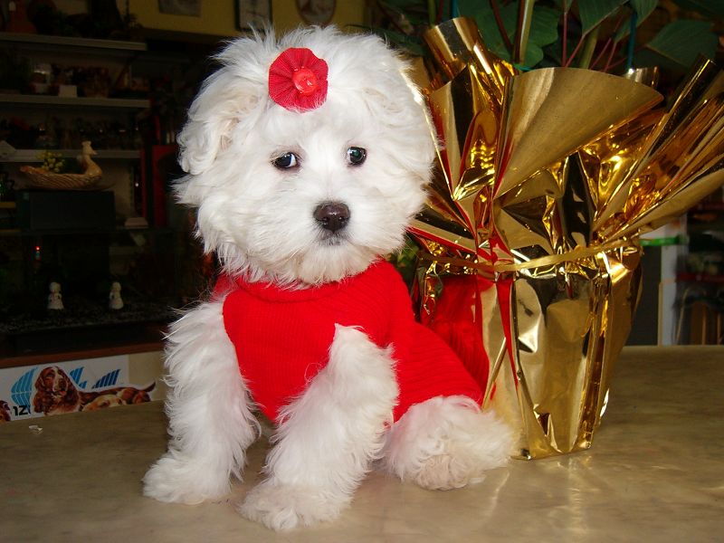 Cuccioli razza Maltese