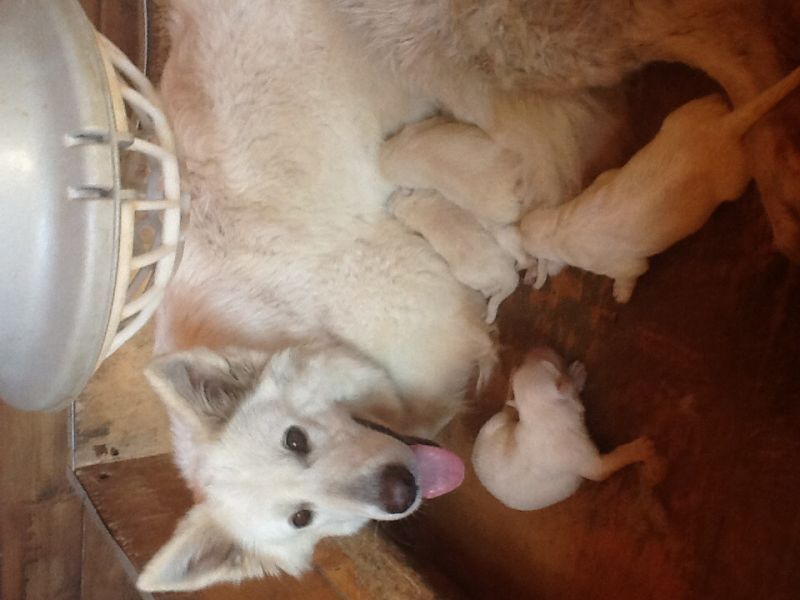 Stupendi cuccioli di pastore svizzero bianco