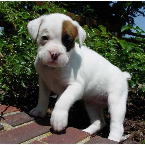 REGALO disponibili boxer cuccioli , REGALO disponibili boxer cuccioli