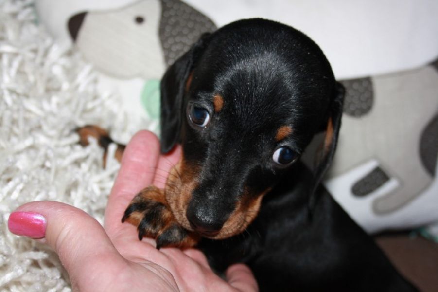 Regalo adorabili cuccioli Dobermann femminucce e maschietti disponibili