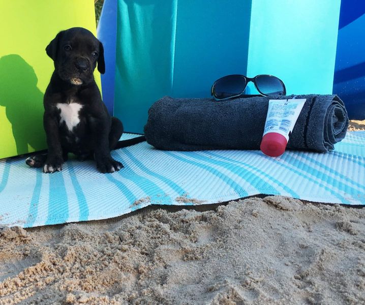 Cuccioli di Alano ( per regalo )