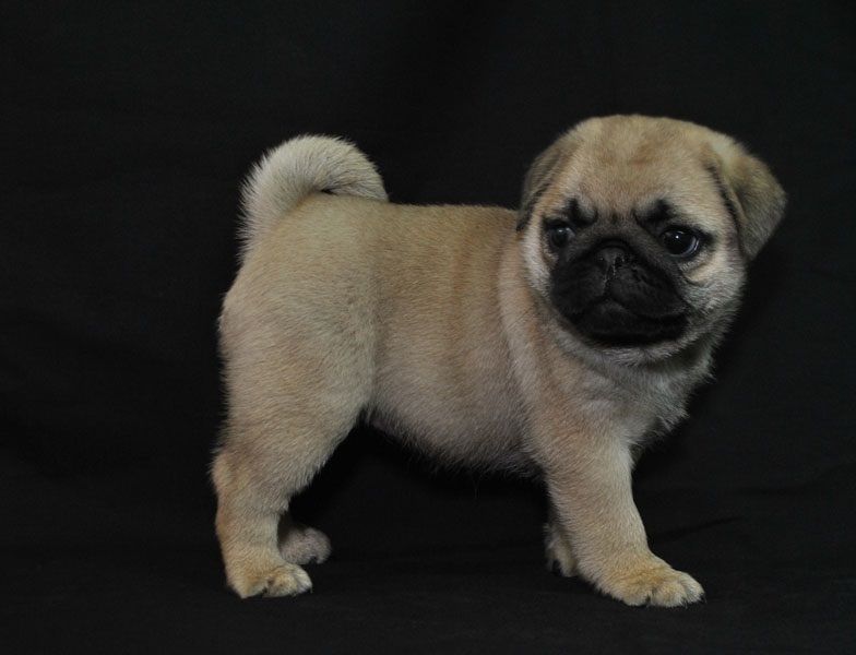REGALO Cuccioli di Calino