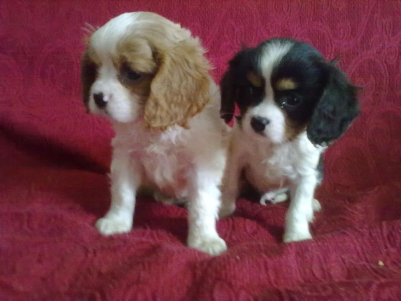 Cavalier king