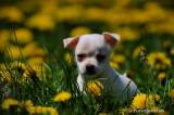 affascinante chihuahua cuccioli disponibili maschi e femmine